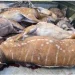 Caçador furtivo detido com seis veados e sete bâmbis mortos no Parque da Quiçama