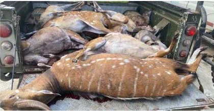 Caçador furtivo detido com seis veados e sete bâmbis mortos no Parque da Quiçama