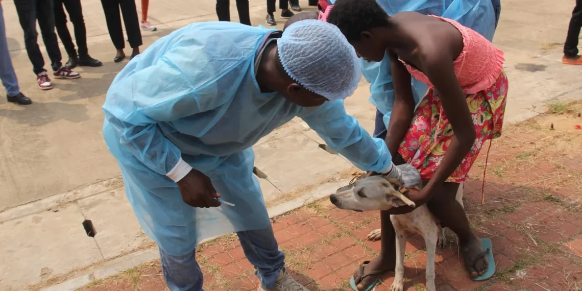 Camama regista mais de 1.300 mordeduras e reforça combate a animais vadios
