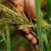 Mil toneladas de arroz começaram a ser colhidas em Malanje numa extensão de 200 hectares