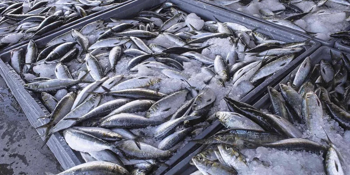 Captura de pescado no Namibe regista decréscimo de 59% no I trimestre de 2026