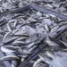 Captura de pescado no Namibe regista decréscimo de 59% no I trimestre de 2026