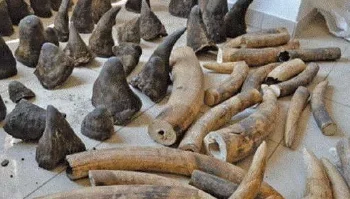 Apreendidos 7,9 kg de chifres de rinoceronte que sairiam como troncos de madeira