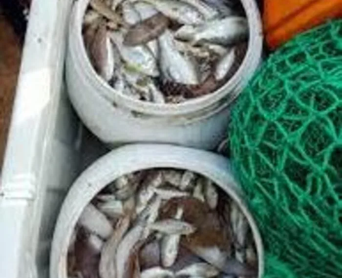 Vietnamitas detidos por pesca ilegal na costa de Cabo ledo