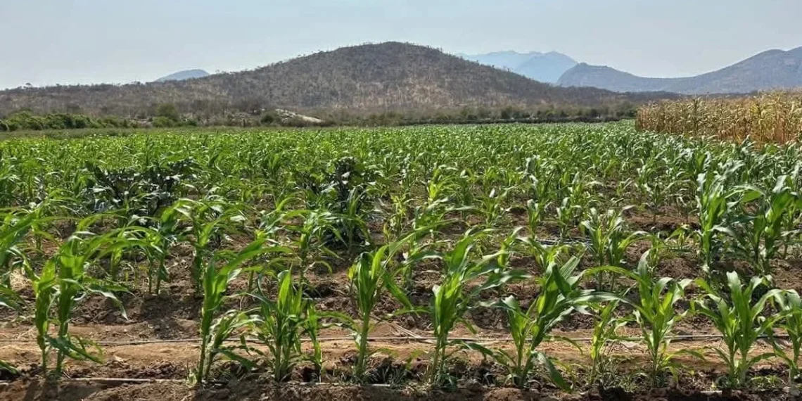 Agricultores no Namibe registam redução de mais de 3% na colheita no I trimestre de 2025