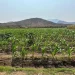 Agricultores no Namibe registam redução de mais de 3% na colheita no I trimestre de 2025