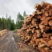 Angola arrecada mais de USD 9 mil milhões na venda de madeira em 2025