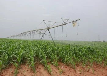 Governo lança ‘Compacto AgriConnect’ com olhos em alimentos mais seguros até 2030