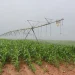 Governo lança ‘Compacto AgriConnect’ com olhos em alimentos mais seguros até 2030