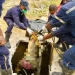 Cidadã de 49 anos morre afogada numa fossa no Sequele