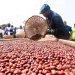 Cuanza-Norte prevê colher mais de 800 toneladas de café