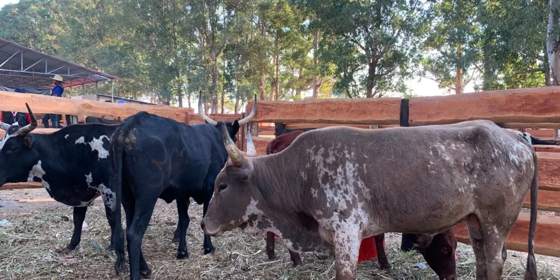 Angola precisa de 10 biliões de dólares para auto-suficiência da produção de carne bovina