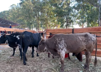 Angola precisa de 10 biliões de dólares para auto-suficiência da produção de carne bovina