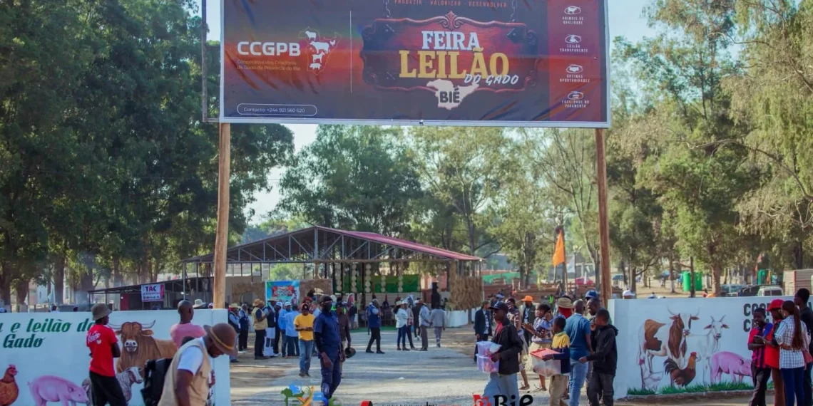 Bié arrecada mais de 100 milhões de kwanzas na Feira e Leilão de Gado