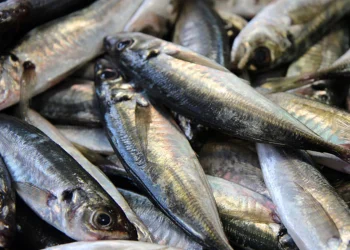 Mais de 19 mil toneladas de carapau capturadas no I semestre de 2026 no Namibe