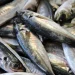 Mais de 19 mil toneladas de carapau capturadas no I semestre de 2026 no Namibe