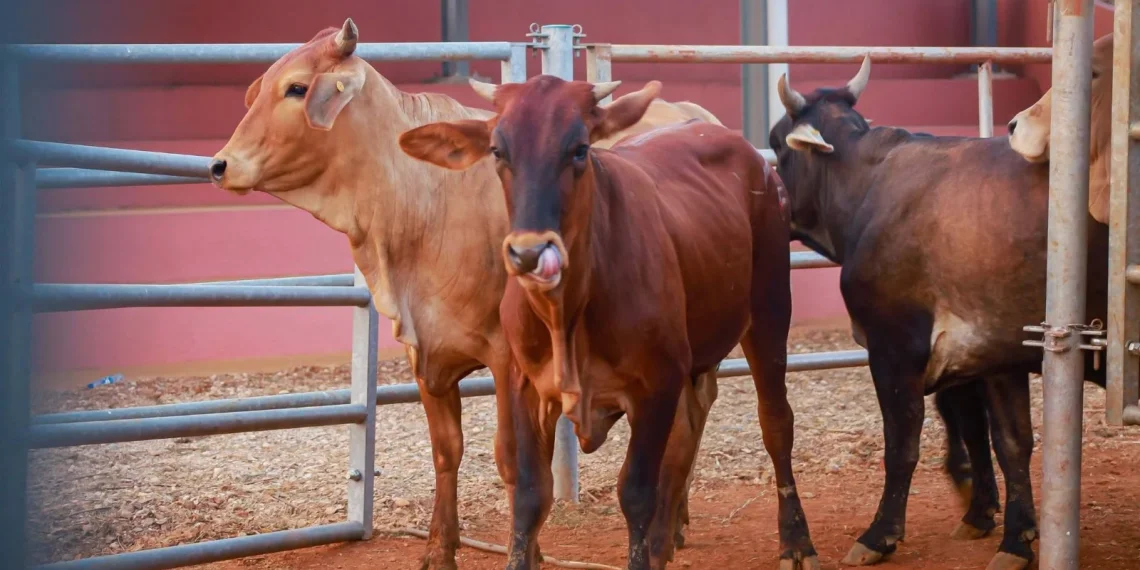 Feira e leilão de Gado no Cuanza-Norte movimenta mais de 200 milhões de kwanzas
