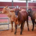 Feira e leilão de Gado no Cuanza-Norte movimenta mais de 200 milhões de kwanzas