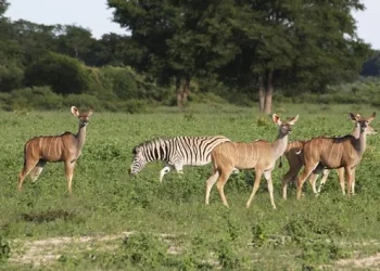 ACA defende reforço do controlo da caça para proteger a biodiversidade