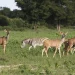 ACA defende reforço do controlo da caça para proteger a biodiversidade