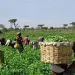 Falta de vias de acesso condiciona produção agrícola na Capunda Cavilongo