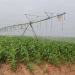 Ministério da Agricultura vai receber 54 mil toneladas de fertilizantes para suportar campanha agrícola