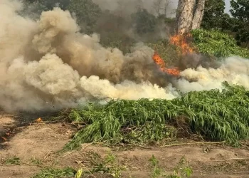 SIC destrói mais de 3 mil pés de liamba no município do Tomboco