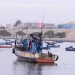 Aberta época de pesca do carapau depois de 60 dias de veda