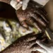 Angola contabiliza 92 casos activos de Mpox
