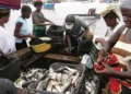 Produção de pescado cresce para 725 mil toneladas em 2025