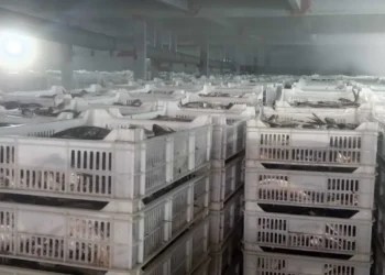Apreendidas duas toneladas de sardinha imprópria para consumo no Sumbe