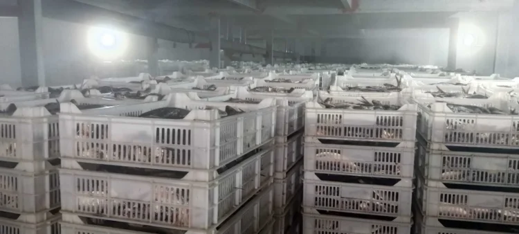 Apreendidas duas toneladas de sardinha imprópria para consumo no Sumbe
