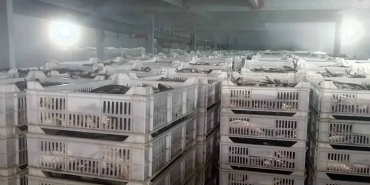Apreendidas duas toneladas de sardinha imprópria para consumo no Sumbe