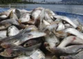 Angola regista produção de 664 mil toneladas de pescado