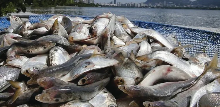 Angola regista produção de 664 mil toneladas de pescado