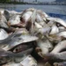 Angola regista produção de 664 mil toneladas de pescado