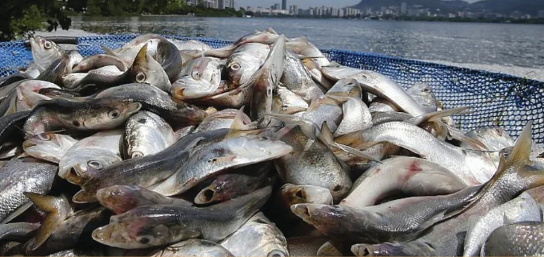 Angola regista produção de 664 mil toneladas de pescado
